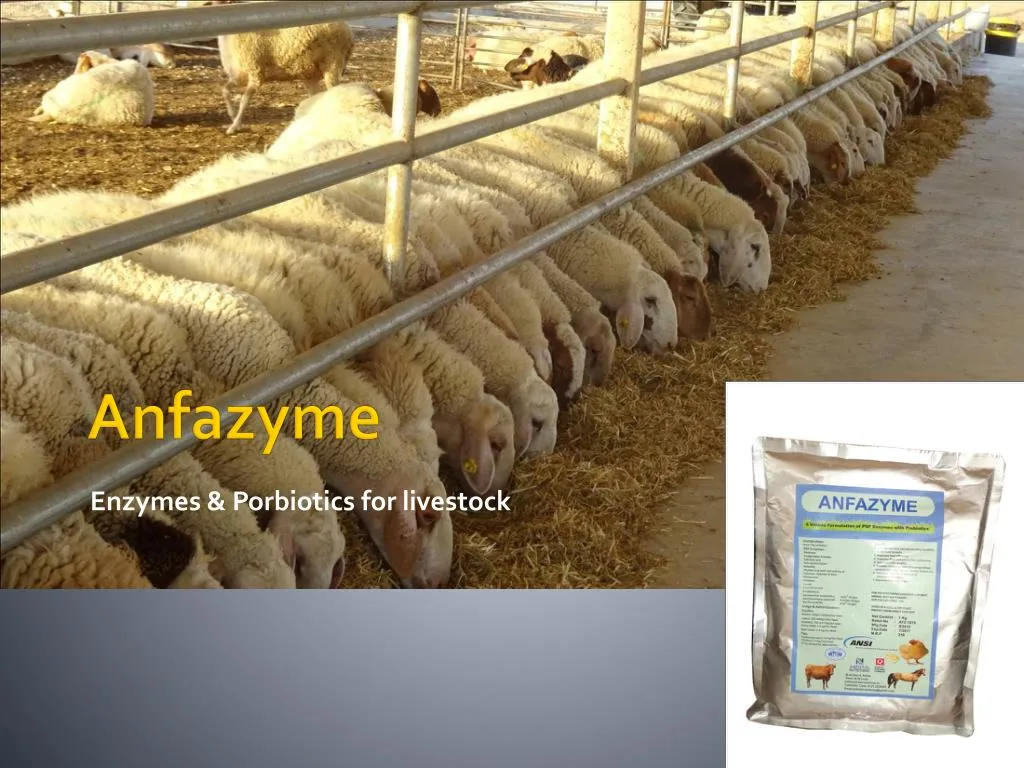 enzymes porbiotics for livestock