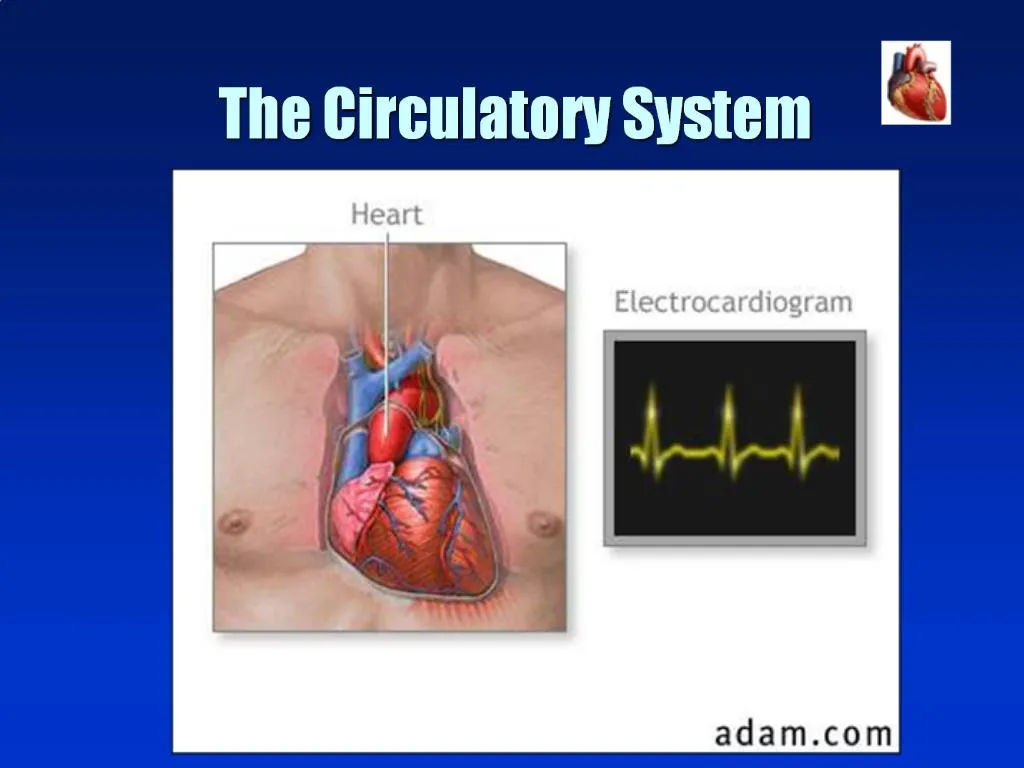 PPT - The Circulatory System PowerPoint Presentation, free download ...