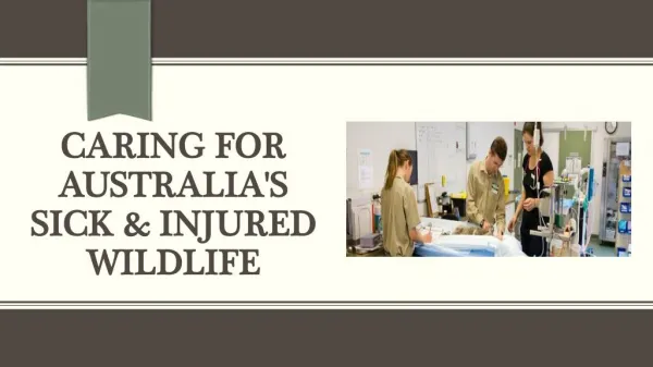 Caring for Australia's Sick & Injured Wildlife