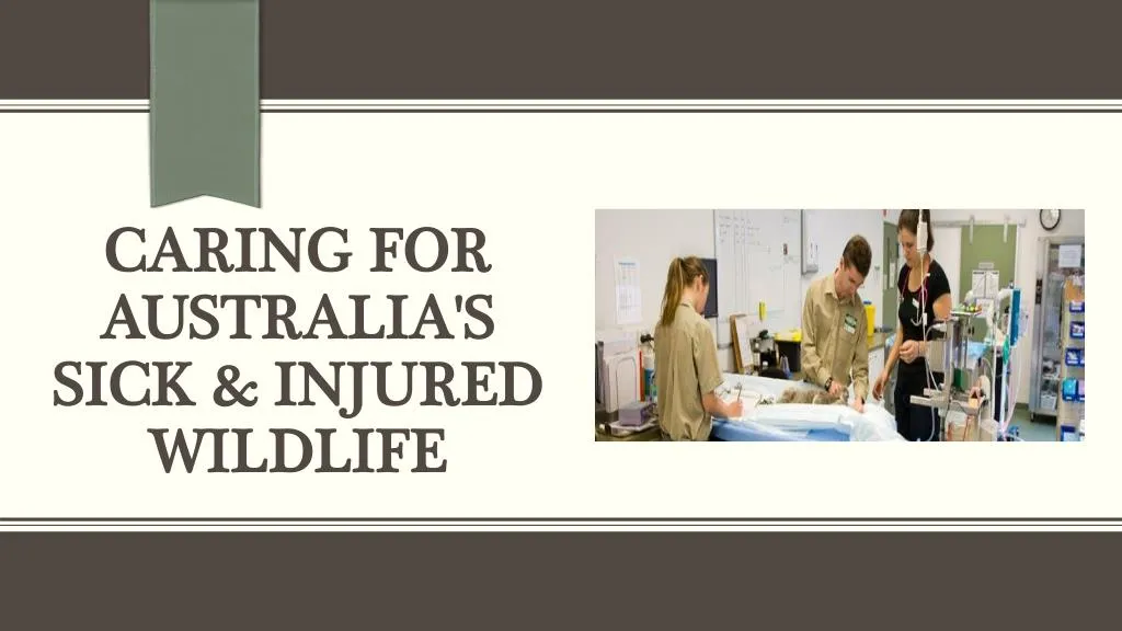 caring for australia s sick injured wildlife