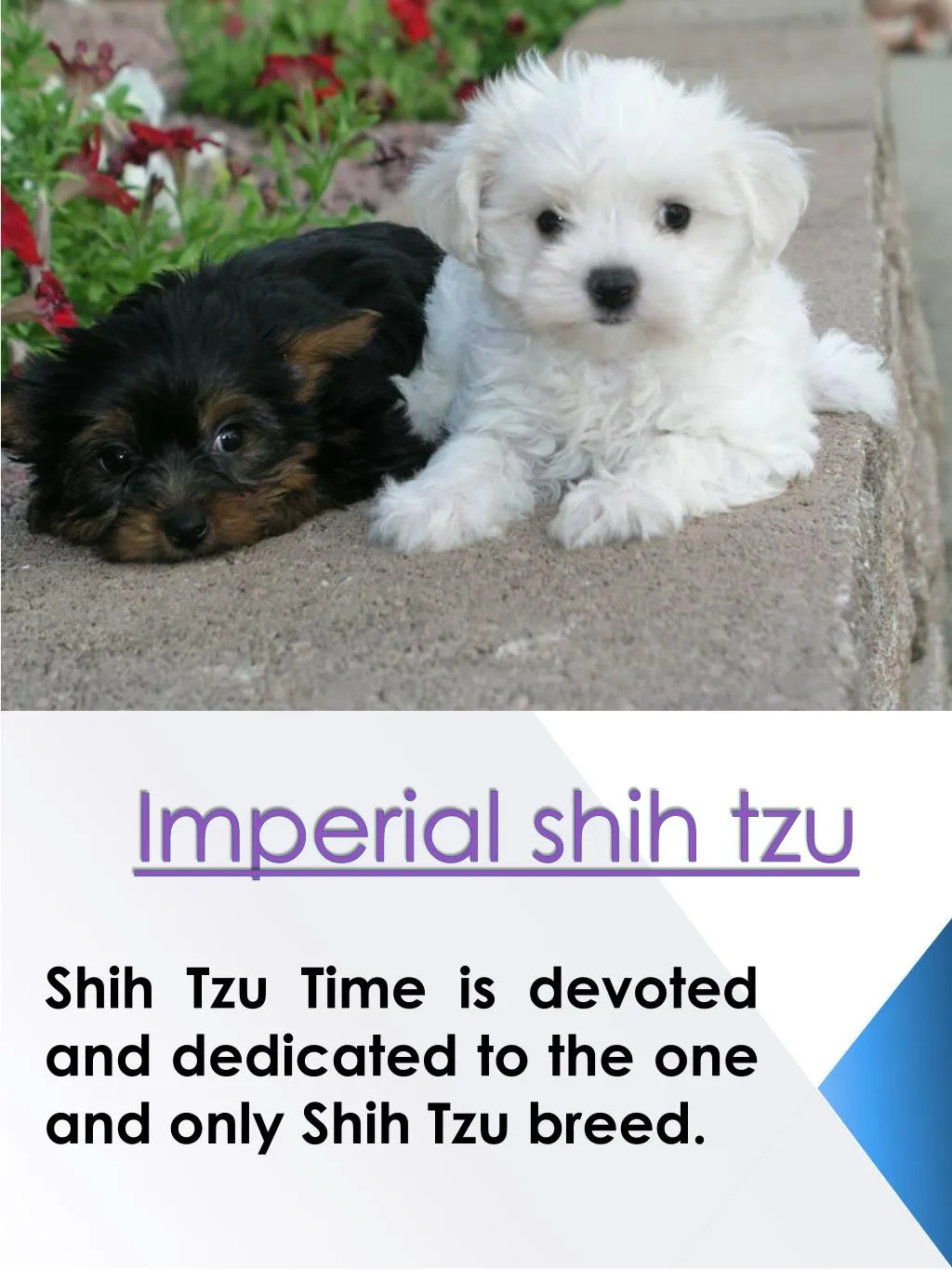 imperial shih tzu