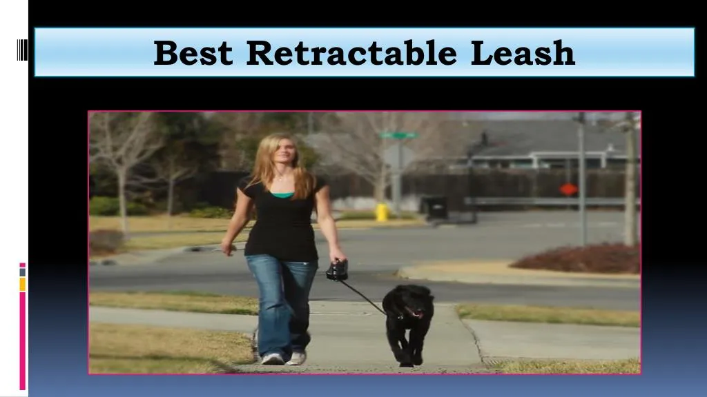 best retractable leash