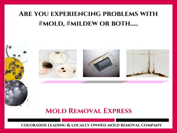 Accurate and expedited Mold testing service