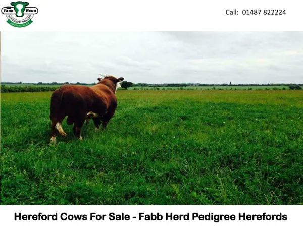 Hereford Cows For Sale - Fabb Herd Pedigree Herefords