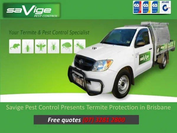 Savige Pest Control Presents Termite Protection in Brisbane