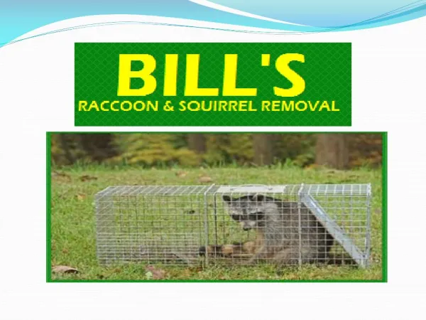 Raccoon , Squirrel Removal Vincentown and Cherry Hill nj