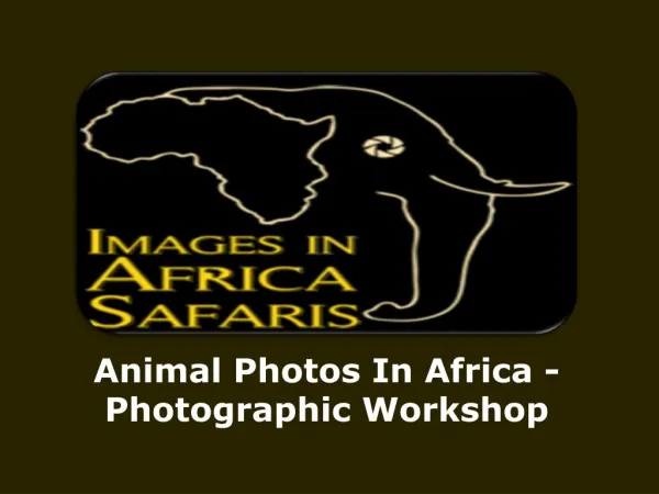 Animal Photos In Africa -Photographic Workshop