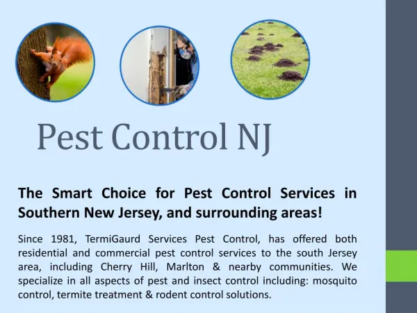 Termite Pest Control NJ