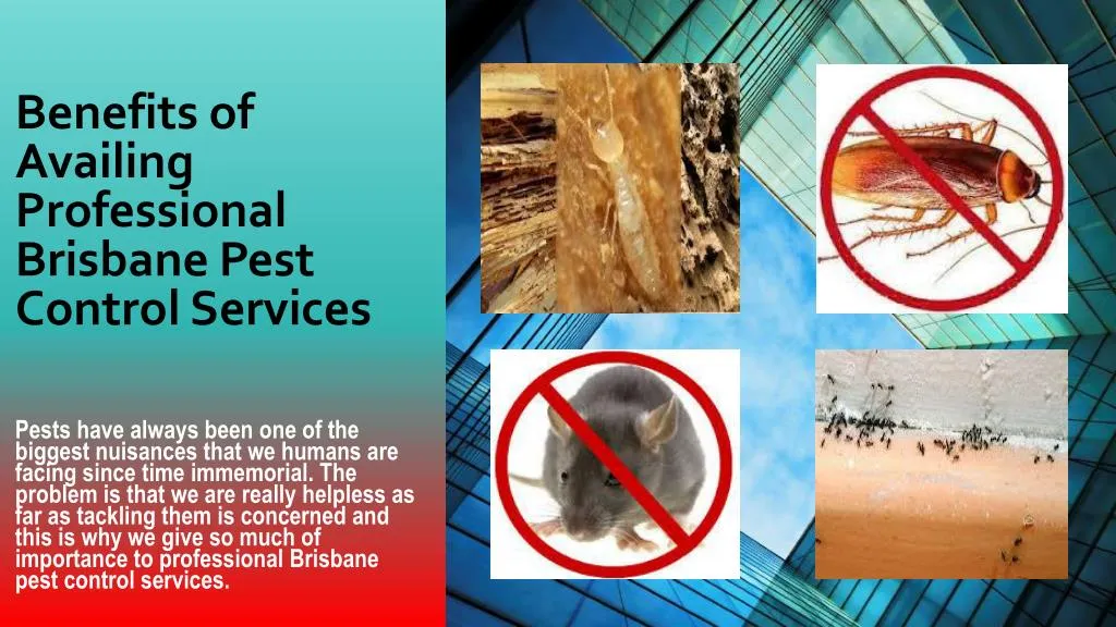 benefits of availing professional brisbane pest control services