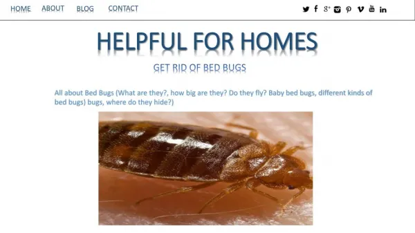 Best Way to Get Rid Of Bed Bugs