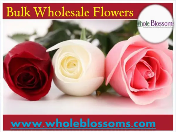 Bulk Wholesale Flowers - www.wholeblossoms.com