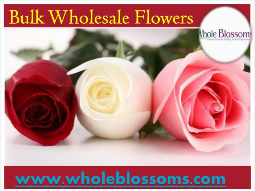 bulk wholesale flowers