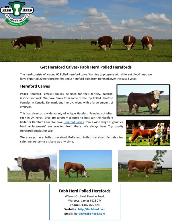 Get Hereford Calves- Fabb Herd Polled Herefords