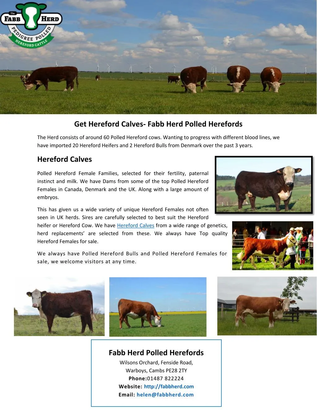 get hereford calves fabb herd polled herefords