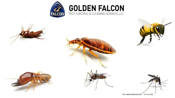 Golden Pest