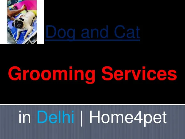 Dog and Cat Grooming Services in Delhi | Home4pet
