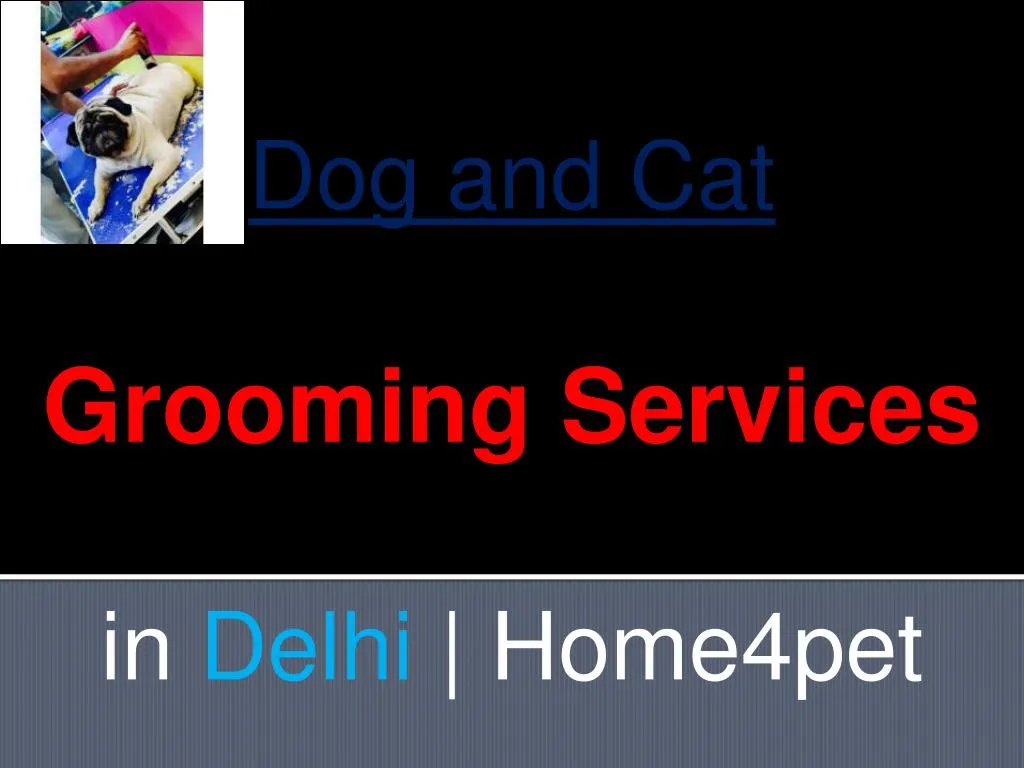 dog and cat grooming services in delhi home4pet