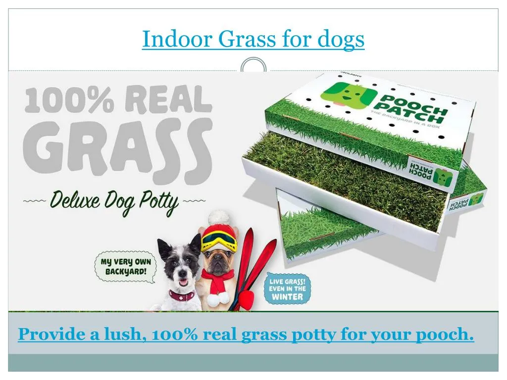 indoor grass for dogs