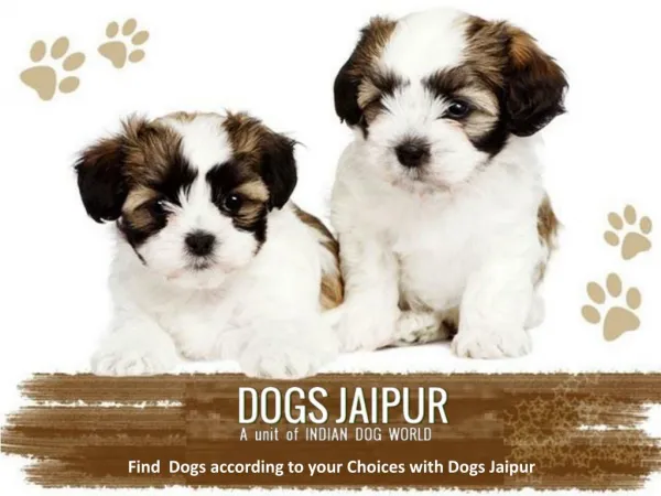 Find Dogs according to your Choices with Dogs Jaipur