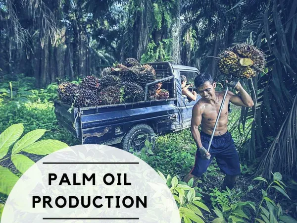 Palm oil production