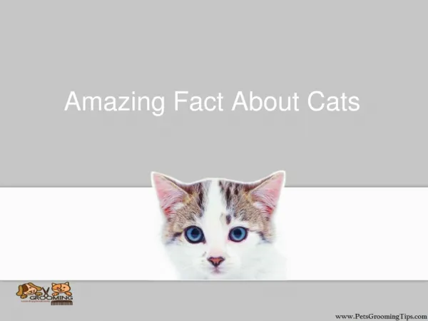 Amazing Fact About Cats