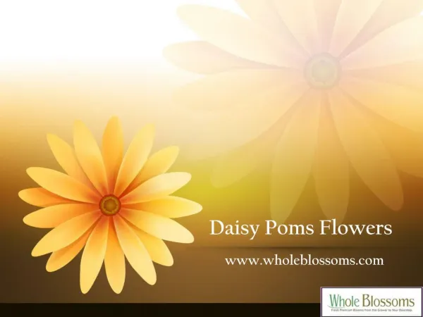 Daisy Poms Flowers - www.wholeblossoms.com