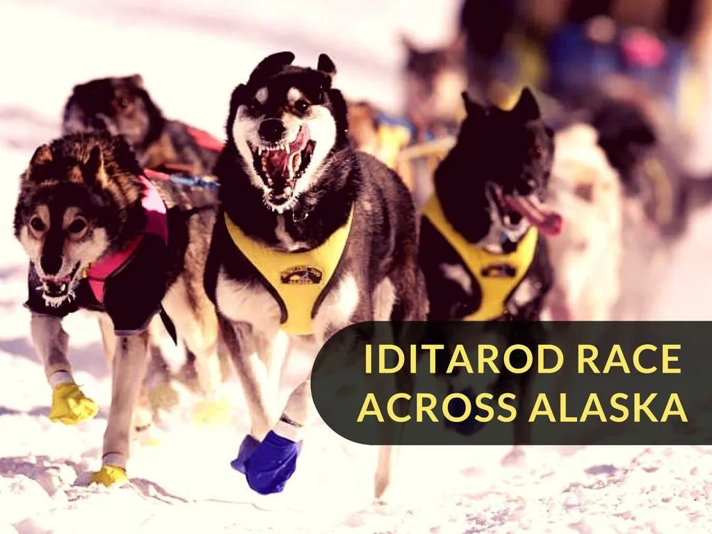 iditarod race crosswise over alaska