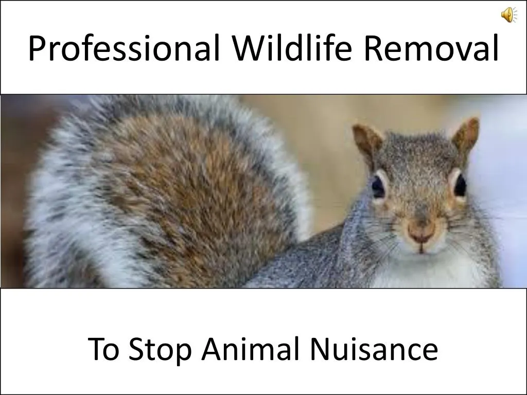 professional wildlife removal