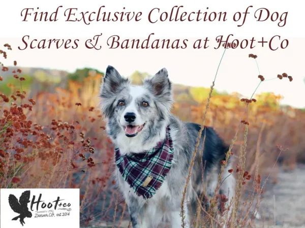 Find Exclusive Collection of Dog Scarves & Bandanas at Hoot Co