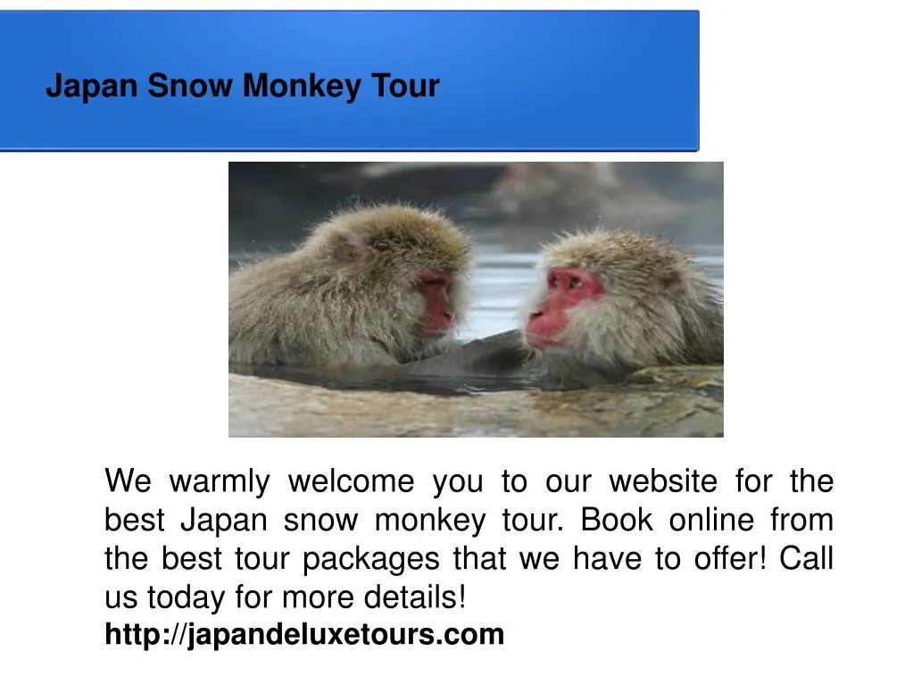 japan snow monkey tour