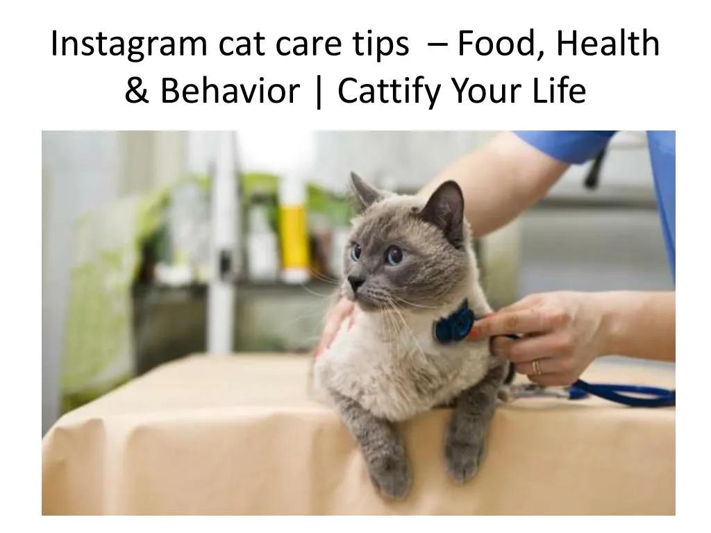 instagram cat care tips food health behavior cattify your life