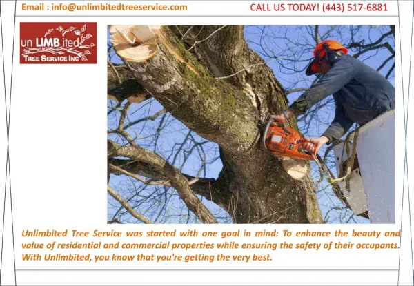 Tree Trimming Catonsville
