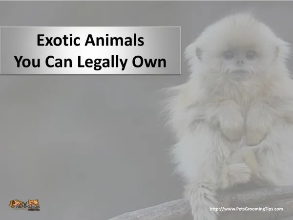 Exotic Animals You Can Legally Own