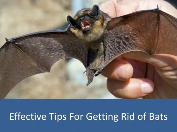 Effective Tips Getting Rid of Bats