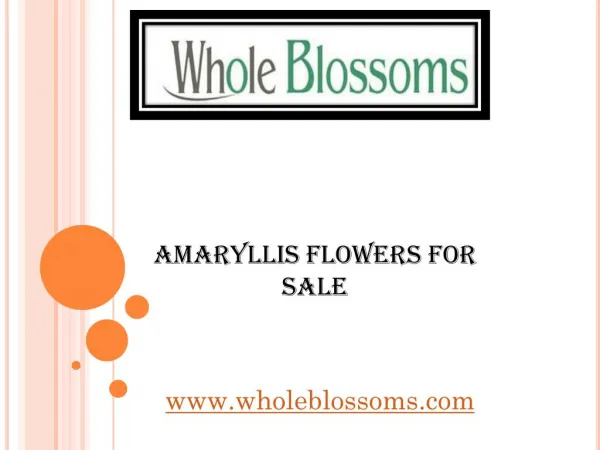 Amaryllis Flowers For Sale - www.wholeblossoms.com