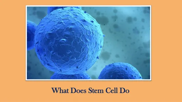 What Does Stem Cell Do