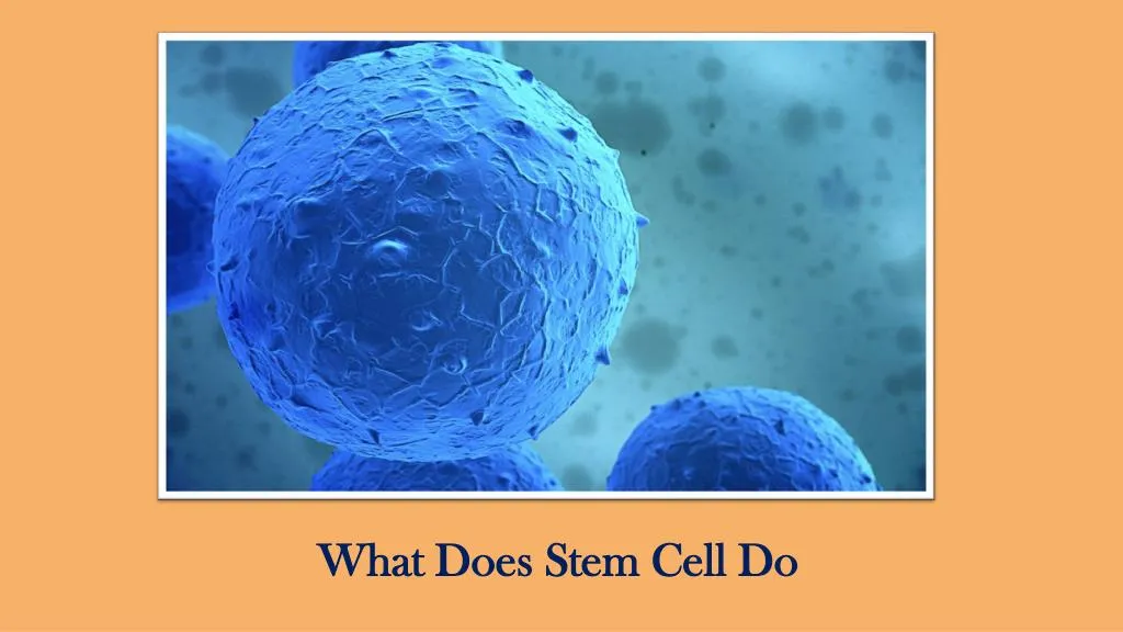 what does stem cell do