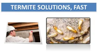 TERMITE SOLUTIONS, FAST - slide 1
