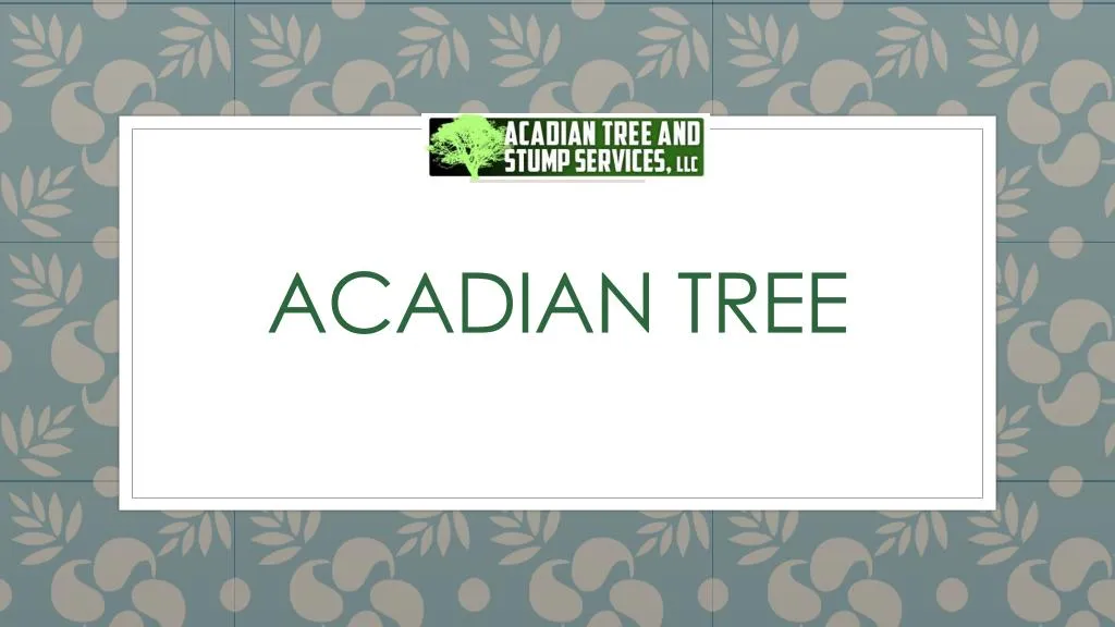 acadian tree
