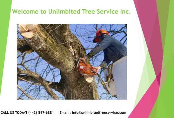 Tree Trimming Service Bowie, MD