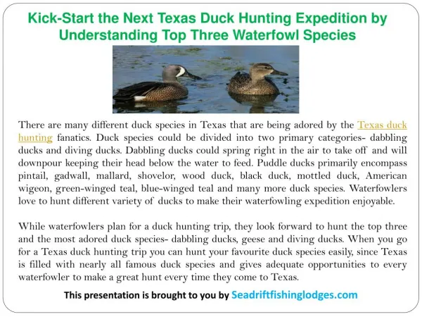 Kick-Start the Next Texas Duck Hunting Expedition by Understanding Top Three Waterfowl Species