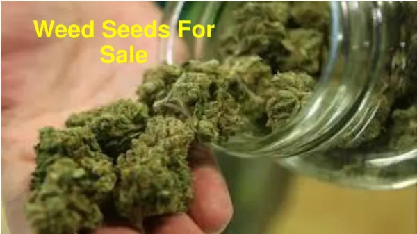Weed Seeds For Sale