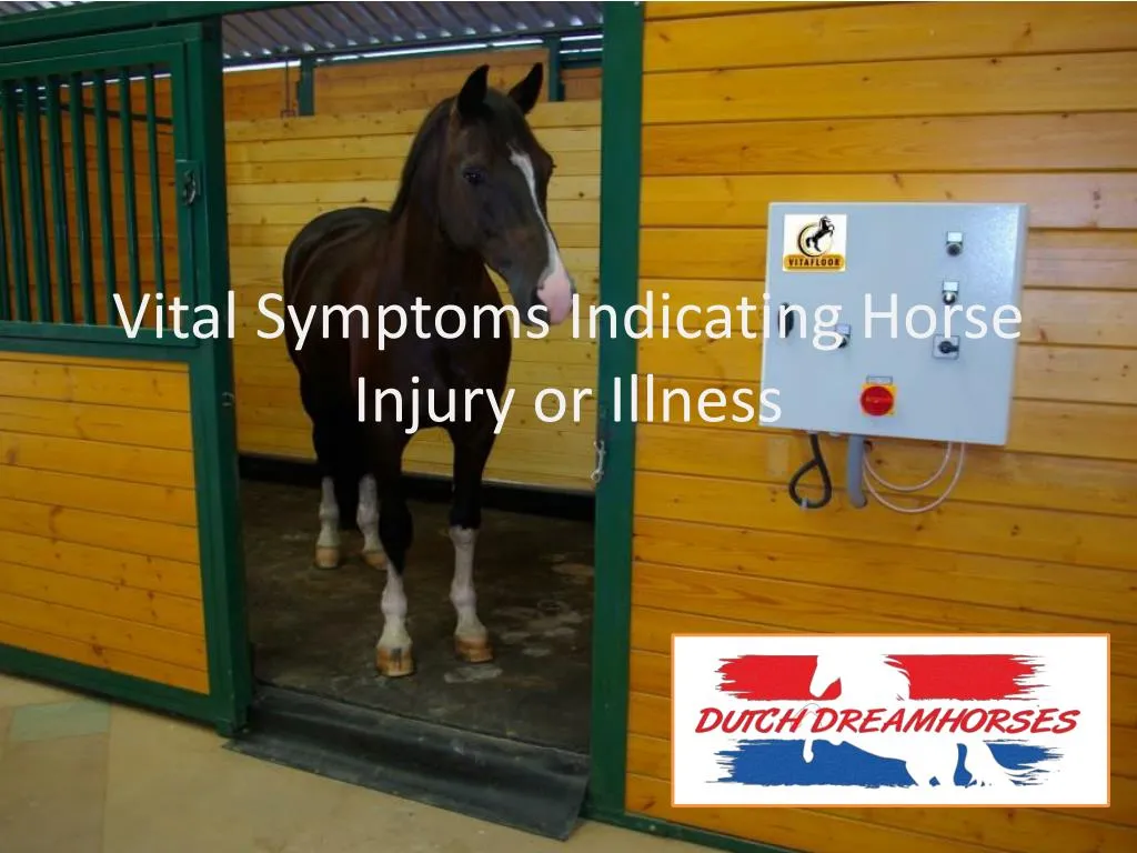 vital symptoms indicating horse injury or illness