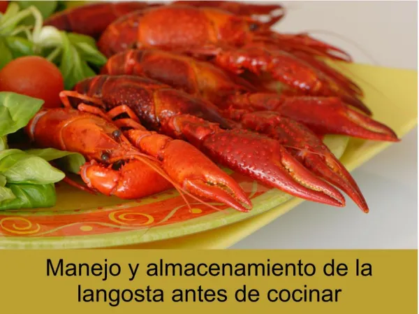 Manejo y almacenamiento de la langosta antes de cocinar