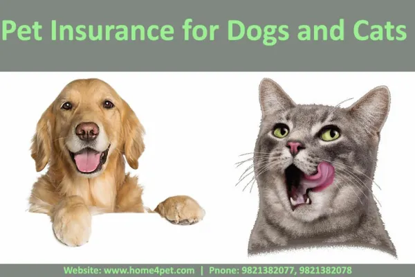Pet Insurance in Delhi | Call at 9821382077