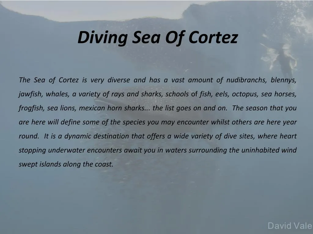 diving sea of cortez