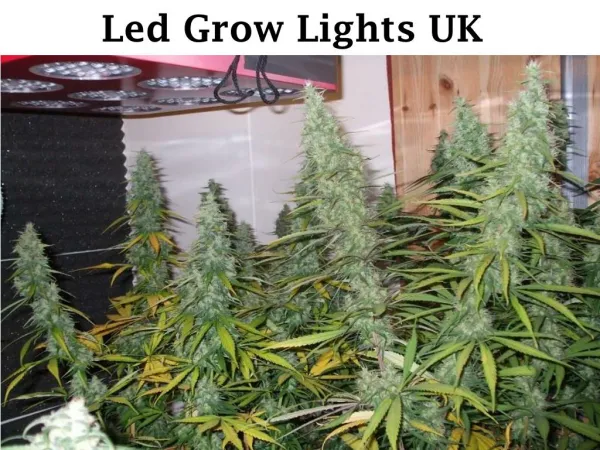 led grow lights uk - ledhydroponics.co.uk