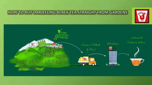 How To Buy Darjeeling Black Tea Straight From Gardens
