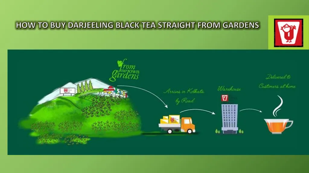 how to buy darjeeling black tea straight from