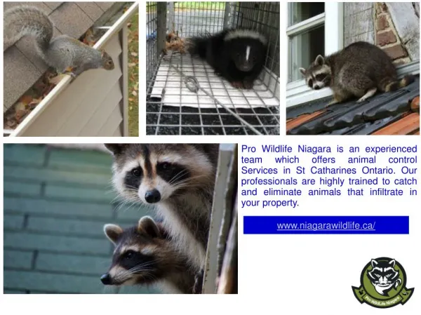 Animal Control Services In St Catharines Ontario - Pro Wildlife Niagara